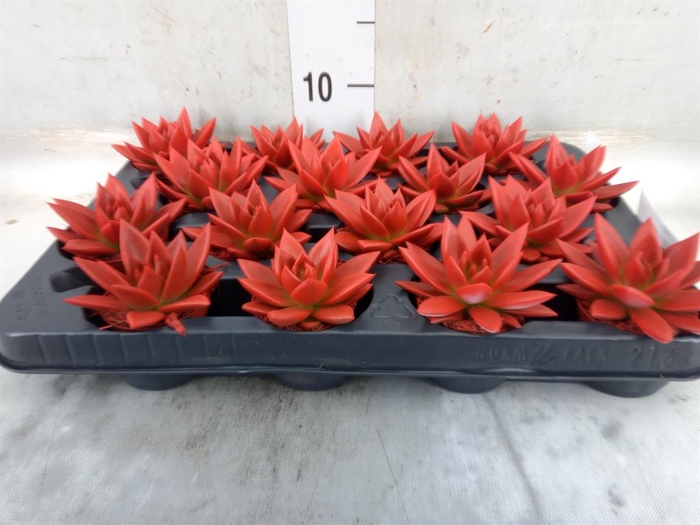 <h4>Echeveria  'Miranda'</h4>