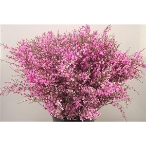 Ginster. Lilac Per Bunch