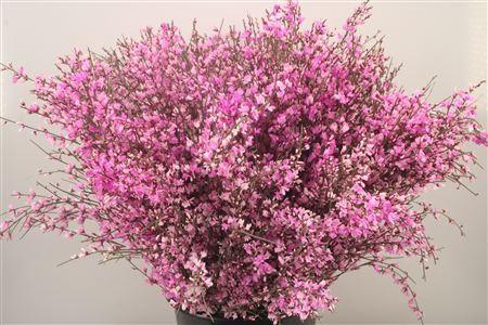 <h4>Ginster. Lilac Per Bunch</h4>