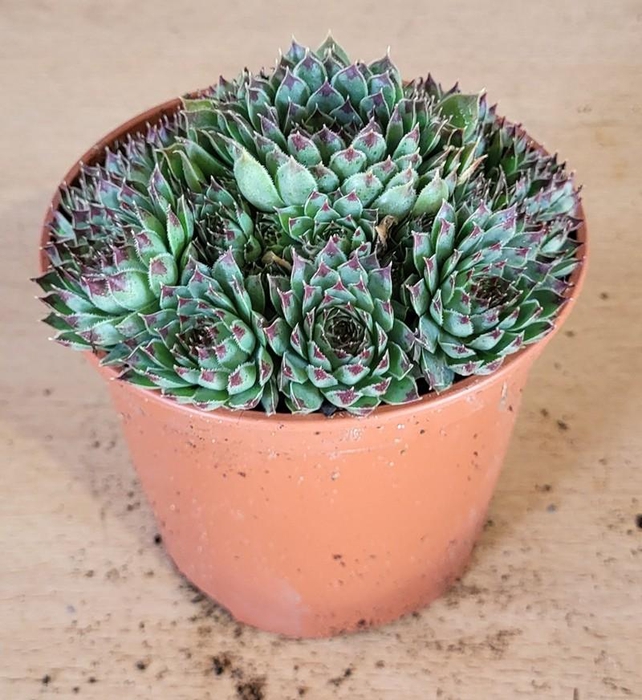 <h4>SEMPERVIVUM-HYBRID</h4>