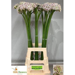 Allium Silverspring