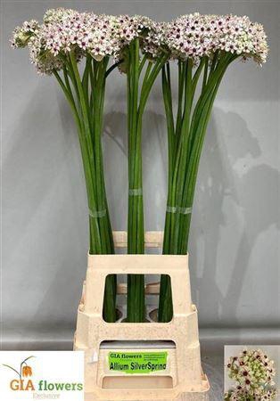 <h4>Allium Silverspring</h4>