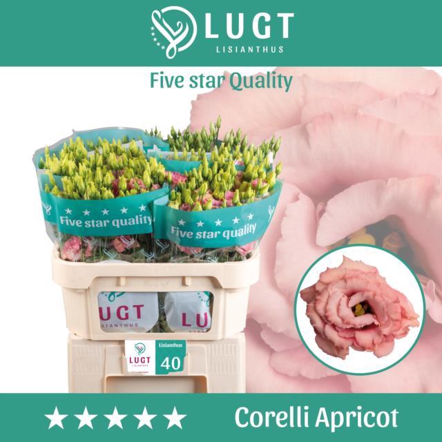 EUS G CORELLI APRICO