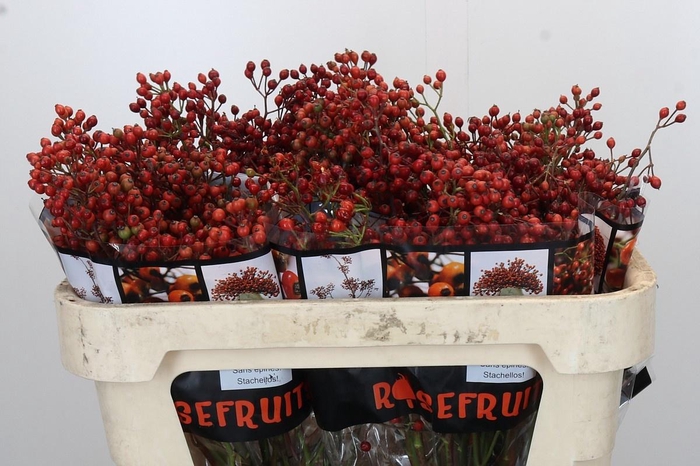 <h4>ROSA AUT ROSEFRUITS</h4>