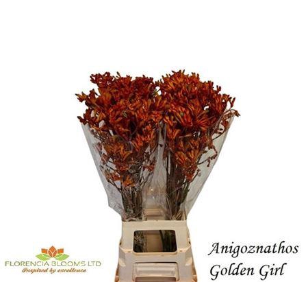 <h4>Anigoz Golden Girl Orange 80cm</h4>