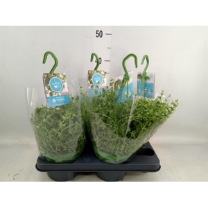 Peperomia  'Isabelle'