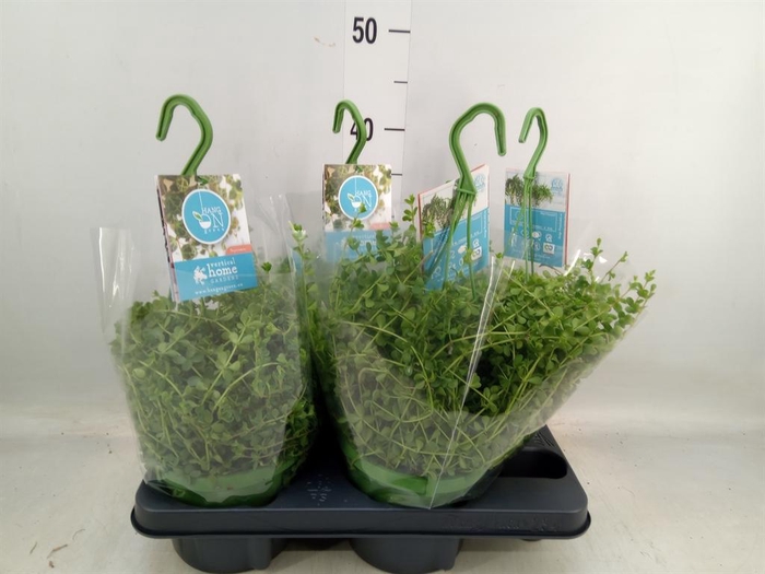 <h4>Peperomia  'Isabelle'</h4>