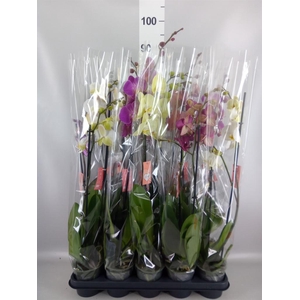 Phalaenopsis   ...mix  5
