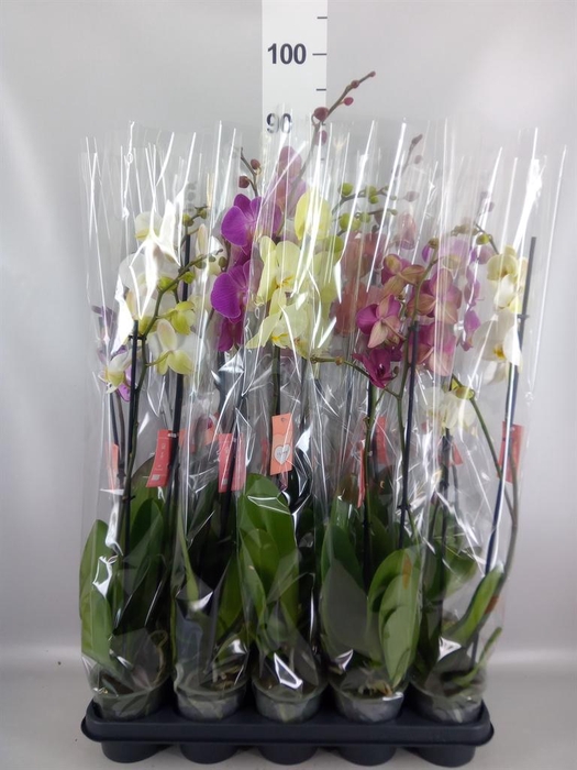 <h4>Phalaenopsis   ...mix  5</h4>