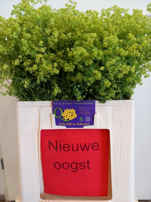<h4>Alchemilla Robustica RCQ De Groot</h4>