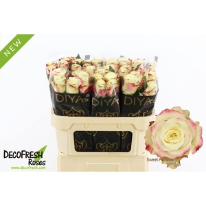 Rosa gr Sweet Horizon