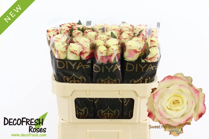 <h4>Rosa gr Sweet Horizon</h4>