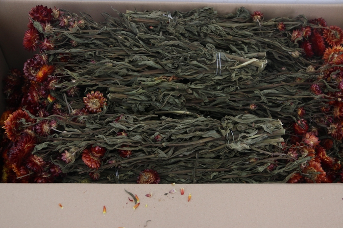 <h4>DF Helichrysum Bs Red 115g</h4>