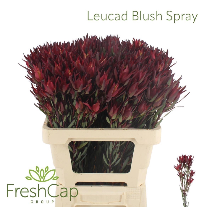 <h4>Leucad Blush Spray</h4>