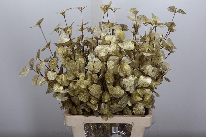 <h4>Deco Stem Euca Cinerea Gold L40w25</h4>