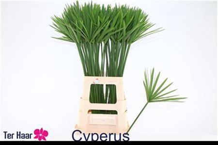 <h4>Decogroen Groot Blad</h4>