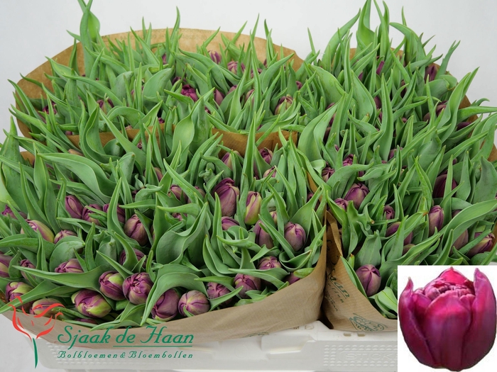 <h4>TU DU WORLD BOWL</h4>