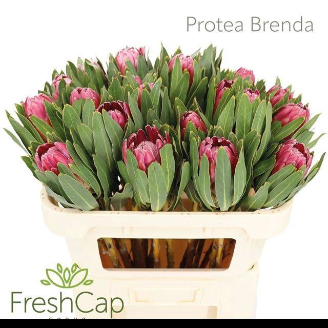 <h4>PROTEA BRENDA</h4>