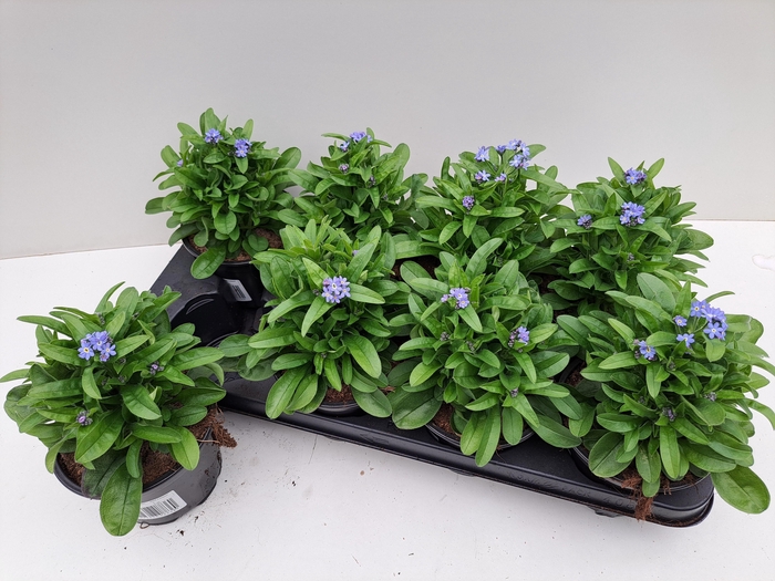 <h4>MYOS SY MON AMIE</h4>