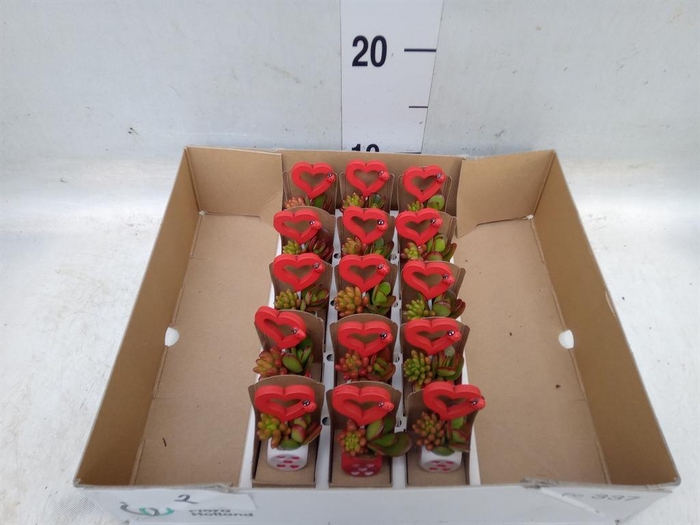 <h4>Arr.  Succulents L%</h4>