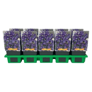 Aubrieta