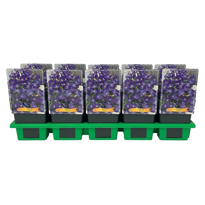 <h4>Aubrieta</h4>