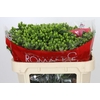 Hypericum Jungle Romance Spray