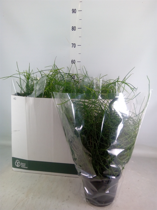 <h4>Rhipsalis floccosa</h4>