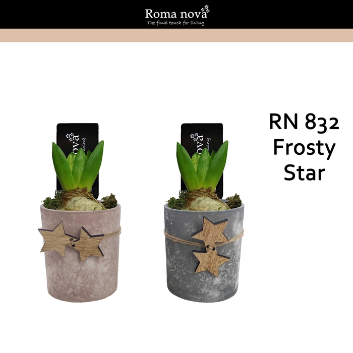 <h4>Hya Rom 832  Frosty Star</h4>