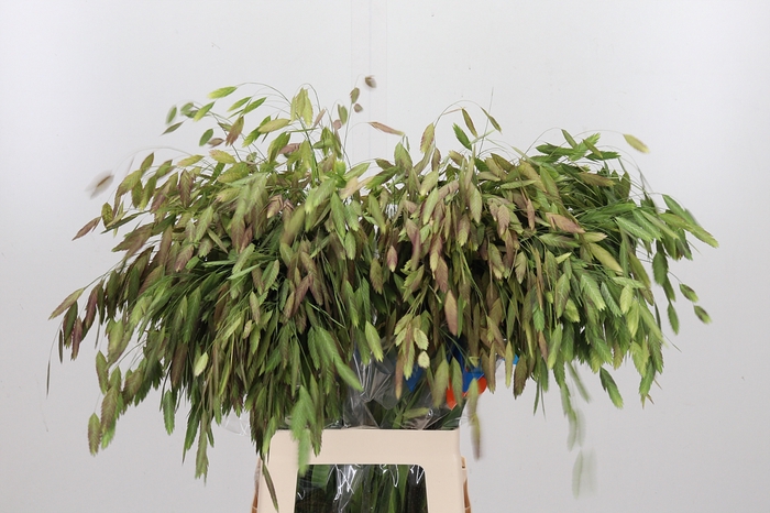 <h4>Chasmanthium Latifol</h4>
