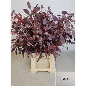 EUC POP BES PB OPG ROOD