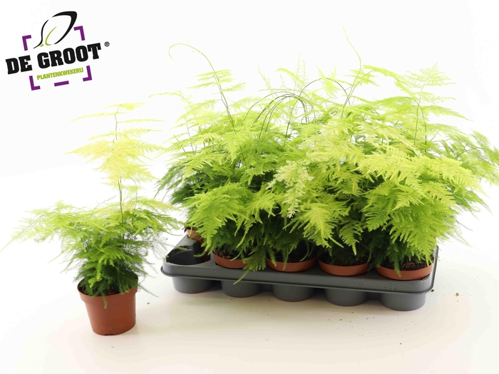 <h4>ASPAR SETACEUS</h4>