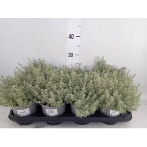 Thymus citriodorus 'Silver Queen'