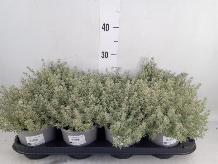 <h4>Thymus citriodorus 'Silver Queen'</h4>