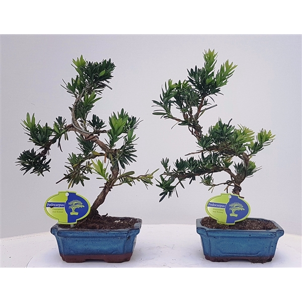 <h4>Podocarpus macrophyllus, 15cm., shape, without drip tray</h4>