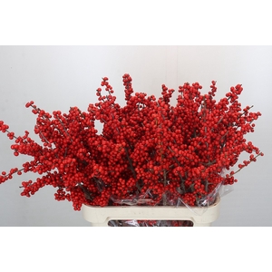 Ilex Verticillata Red