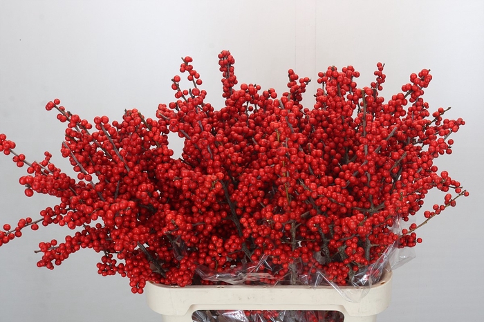 <h4>Ilex Verticillata Red</h4>