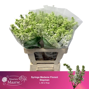 SYR V MME FL STEPMAN