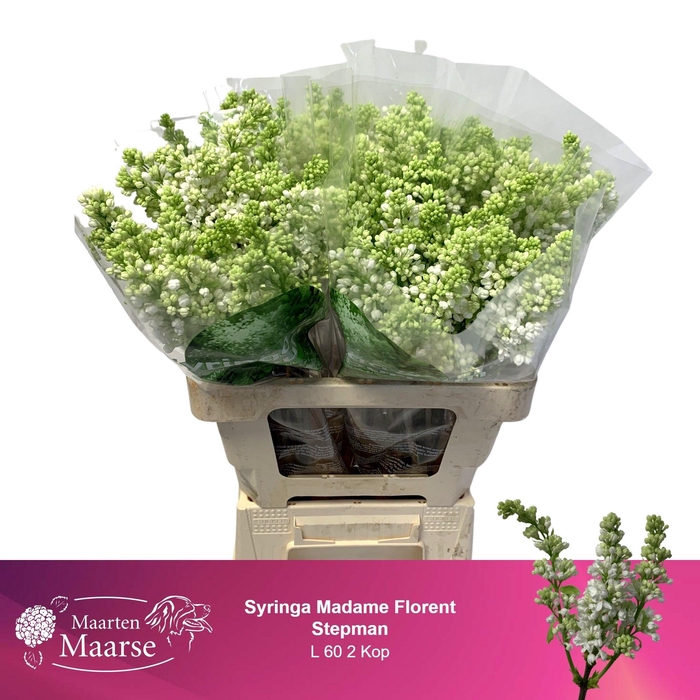 <h4>SYR V MME FL STEPMAN</h4>