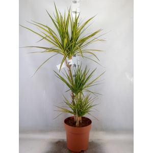 Dracaena marg. 'Sunray'