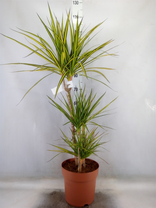 <h4>Dracaena marg. 'Sunray'</h4>