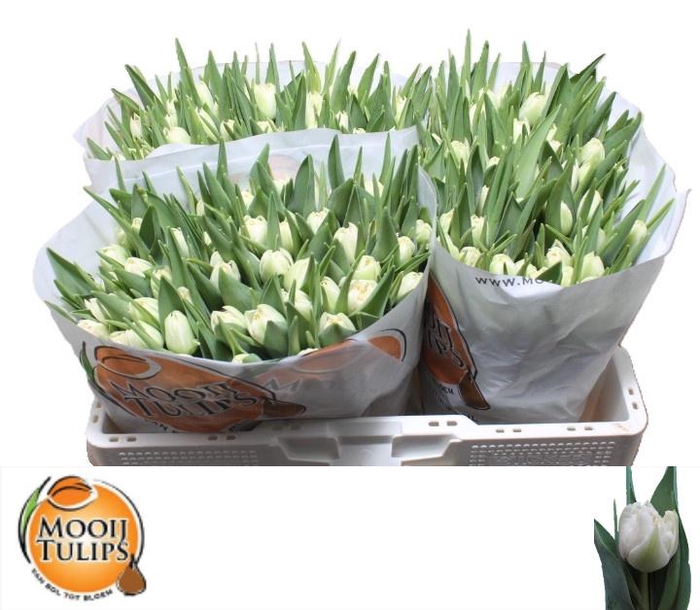 <h4>TU DU NORTHCAP</h4>