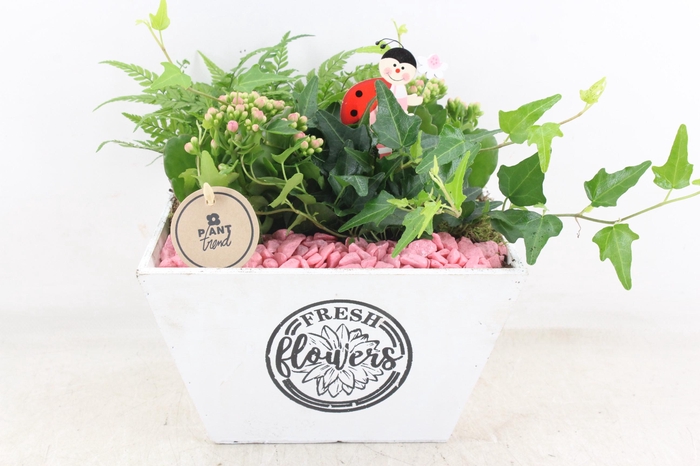 Arr2 Pl - Hout 4kant Pot Los Roze