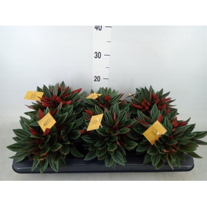 Peperomia caperata 'Rosso'