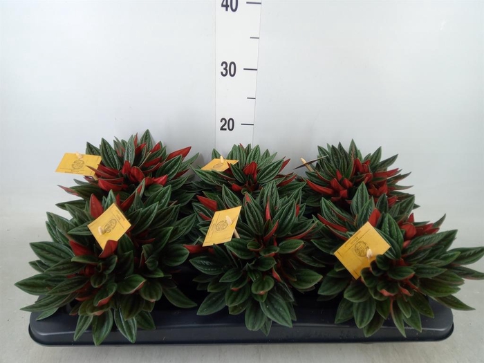 <h4>Peperomia caperata 'Rosso'</h4>