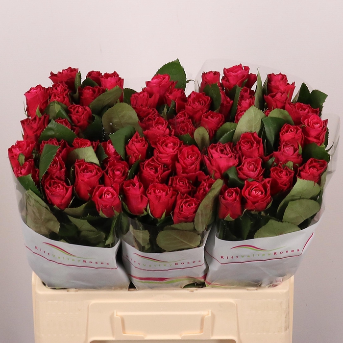 <h4>R GR MOVIE STAR</h4>