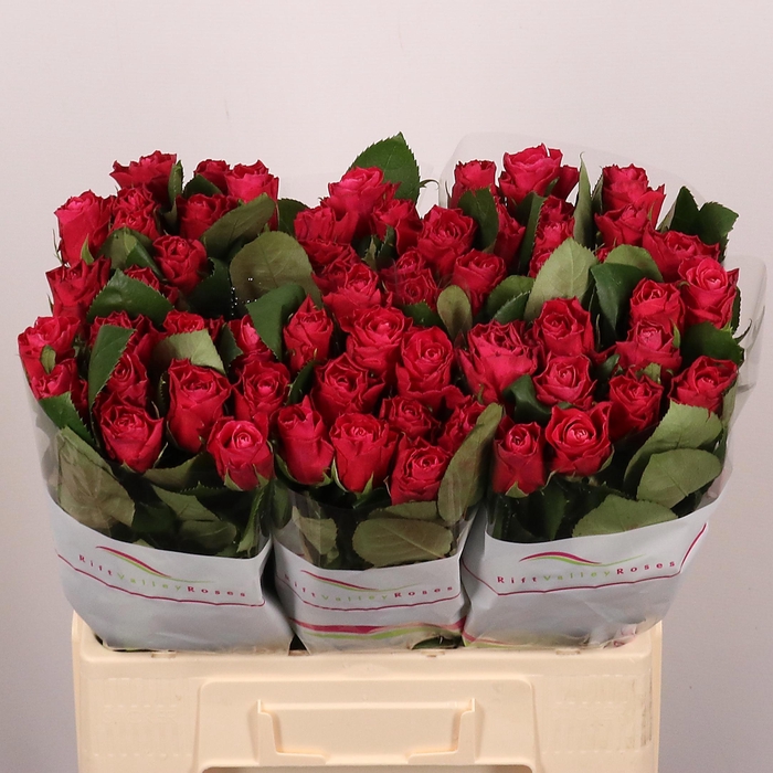 <h4>R GR MOVIE STAR</h4>