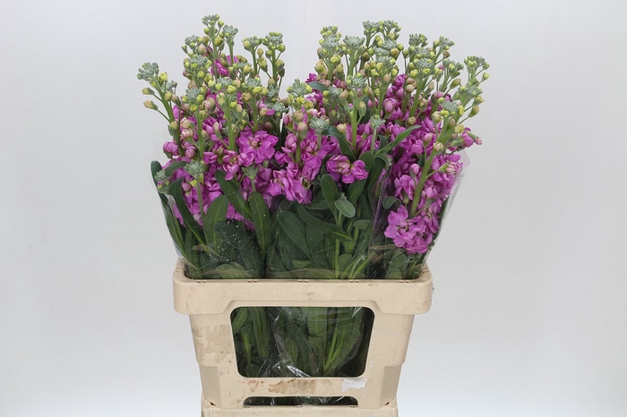 <h4>Matthiola Iron Pink</h4>