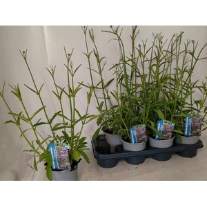 VERBE BONARIENSIS