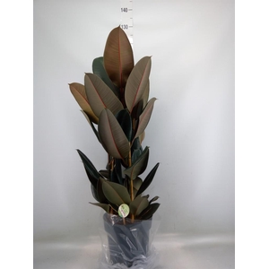 Ficus elastica 'Abidjan'